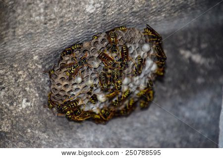 Poster: Wasps Polist Wasp Nest With