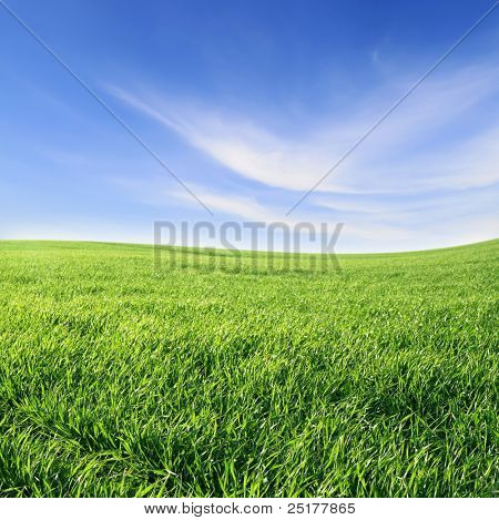 Picture or Photo of Green grass and blue sky