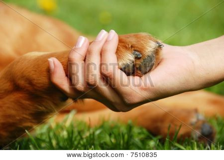 Picture or Photo of Yellow dog paw and human hand shaking friendship
