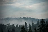 Mountain Forest Covered By Fog