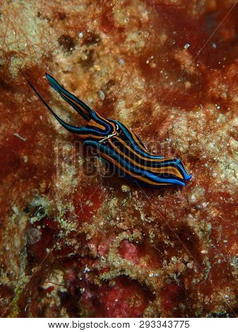 Poster: Nudibranchs Are A Group Of