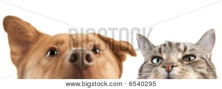 Picture or Photo of Dog and Cat very up and close on the camera