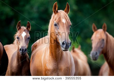 Picture or Photo of Herd of Arabian horses
