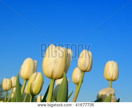 Picture or Photo of A Group Of White Tulips On Clear Sky Background