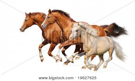 Picture or Photo of Three horses gallop - isolated on white