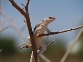 An Arizona Desert Iguana that had climbed into the branches of a bush in order to nip the leaves for food. This species of lizard is vegetarian.