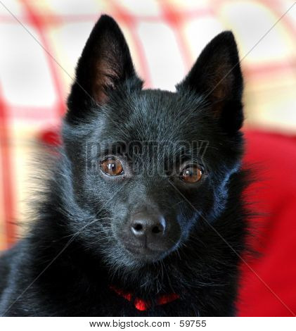 small black puppy picture or photo of portrait style photo of a small black breed is a schipperke small black puppy picture or photo of portrait style photo of a small black breed is a schipperke