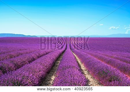 Picture or Photo of Lavender flower blooming scented fields in endless rows. Valensole plateau provence france europe.