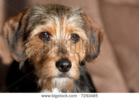 yorkie and beagle mix picture or photo of portrait of a terrier beagle mix shallow yorkie and beagle mix picture or photo of portrait of a terrier beagle mix shallow