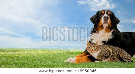Picture or Photo of Dog and cat together on grass, sunny spring day and blue sky. Panorama
