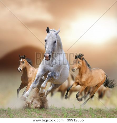 Picture or Photo of Horses in a sunset running in the dust